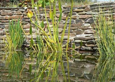 New pond and folly project