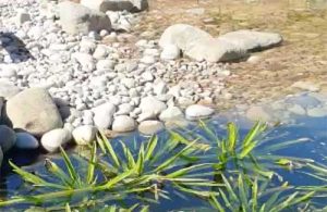 Large pond project